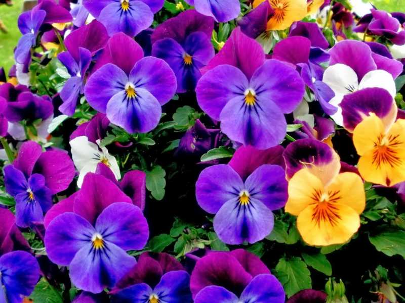 Colores-de-las-Flores-1-www.plantamer.blogspot.com.jpg