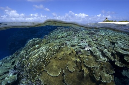 La Fundación MSC y la UICN anuncian su alianza para conservar los arrecifes de coral